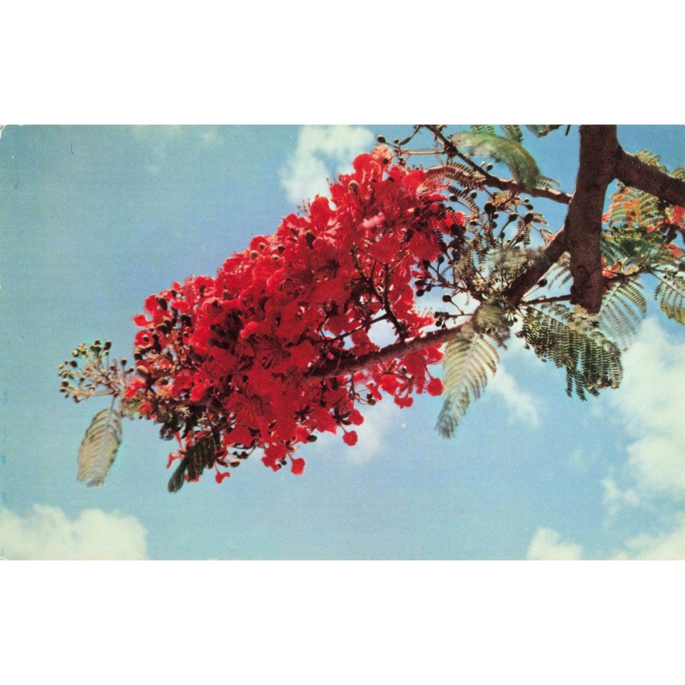 Vintage Guam Flame Tree Blossoms Postcard Ben Cespedes Mike Roberts C6169 - Picture 1 of 2